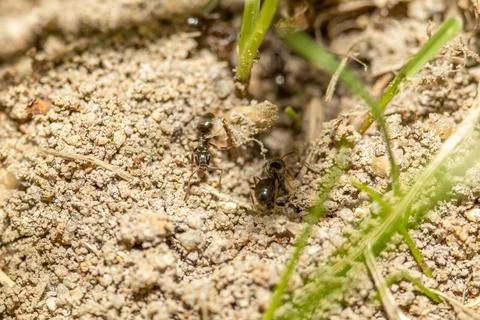 Close-up image of black ants on sandy soil near grass blades, busy at the e.. Stock Photos