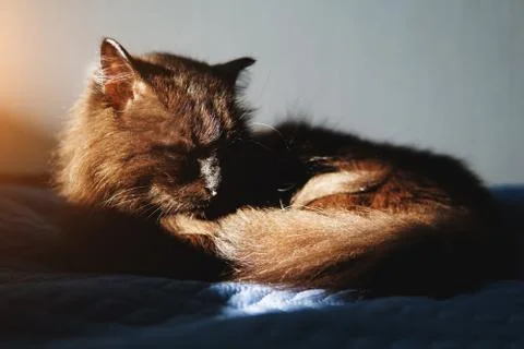 Close up image of black cat. Stock Photos