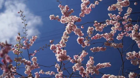 Close up image of blossom sakura on a blue sky, spring bloom, freshness Stock Footage 129873172