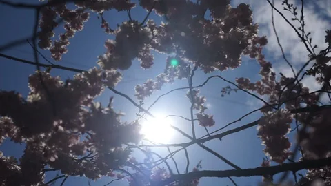 Close up image of blossom sakura on a blue sky, spring bloom, freshness, nature 動画素材 129873221