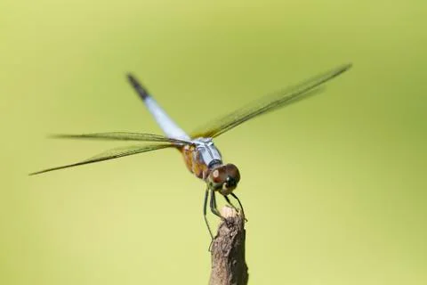 Close up image of blue dragonfly on natural green background Foto stock
