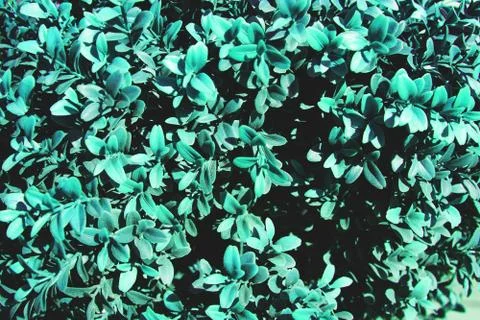 Close up image of blue foliage. Stock Photos