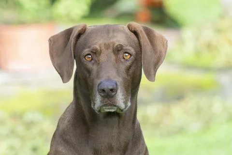 Close up image of a brown lab mix dog with short fur and expressive amber eyes Stock Photos