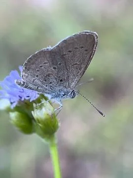 Close-up image of a butterfly on a blade of grass 库存照片