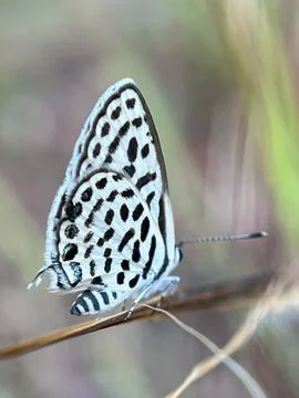 Close-up image of a butterfly on a blade of grass (4) Foto stock