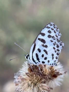 Close-up image of a butterfly on a blade of grass (2) Foto stock