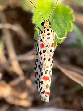 Close-up image of a butterfly on a blade of grass (1) Stock-Fotos
