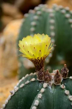 Close-up image of cactus flower Stock Photos