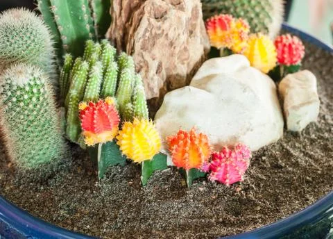 Close up image of cactus Stock-Fotos