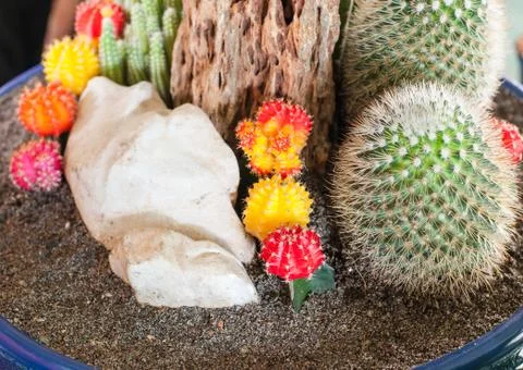 Close up image of cactus Stock Photos