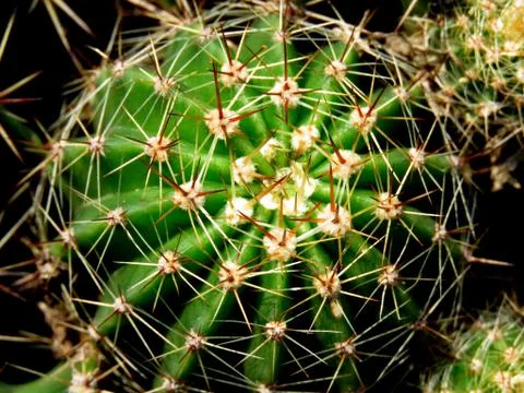 Close up image of cactus plant. Foto stock