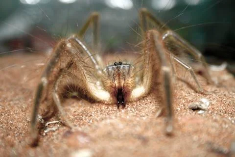 Close up image of a Camel Spider Stock Photos