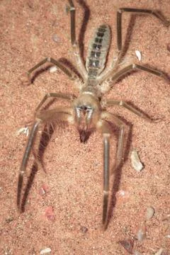 Close up image of a Camel Spider Stock Photos