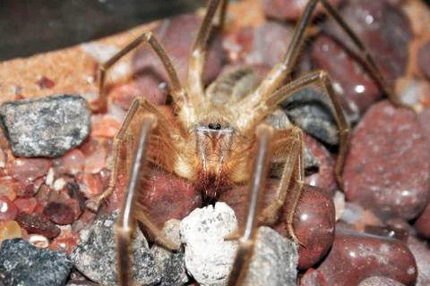 Close up image of a Camel Spider Stock Photos