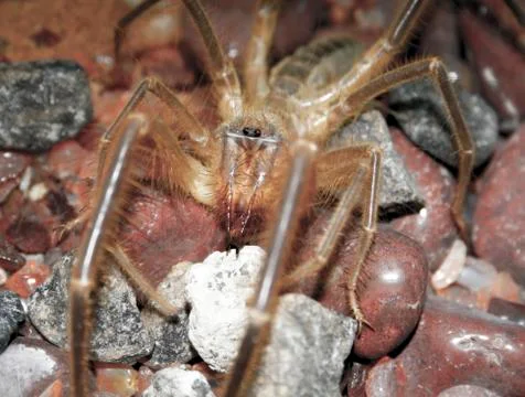 Close up image of a Camel Spider 写真素材