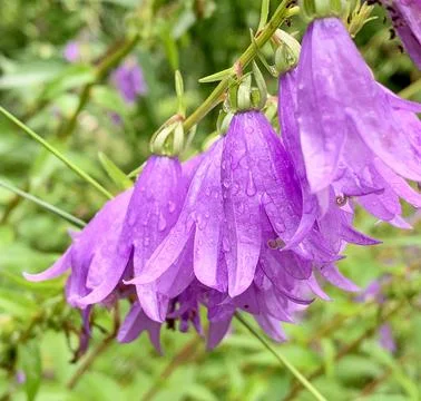 Close-up image of Campanula broadleaf on a green vegetative blurred backgroun Foto stock