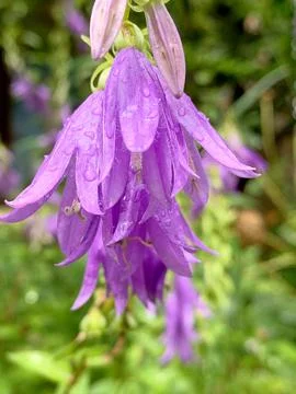Close-up image of Campanula broadleaf on a green vegetative blurred backgroun Stock Photos