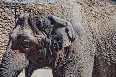 Close up image of captuive elephant Stock-Fotos