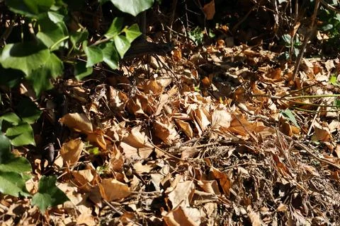 Close-up image captures a dense mat of dry, crinkled autumn leaves Stock Photos