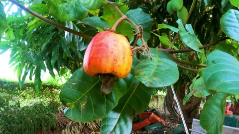 A close up image of a cashew with bugs,Brasil Stock Footage 259428281