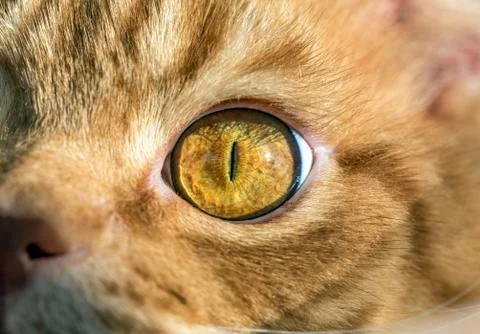 Close up image of cat's eye Stock Photos