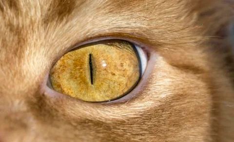 Close up image of cat's eye Foto stock