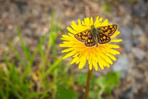 Close up image of the chequered skipper Stock Photos