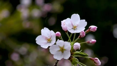 Close-up image of cherry blossoms Stock Footage 145399812