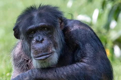 Close-up image of a chimpanzee sitting down in the sun Stock Photos