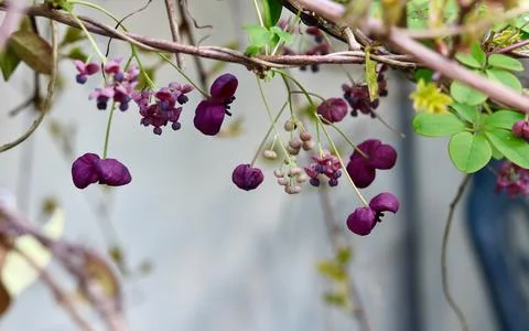 Close up image of chocolate vine or akebia quinata with green foliage Stock Photos