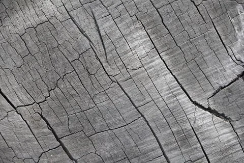 Close image, close-up of a gray cracked wood. Stock Photos