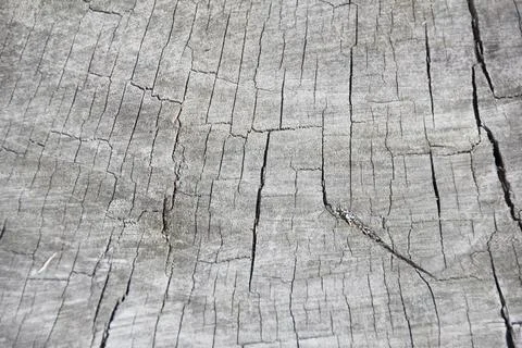 Close image, close-up of a gray cracked wood. Stock Photos