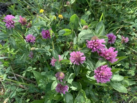 A close-up image of a cluster of pink clover blossoms in a field of green g.. Stock Photos