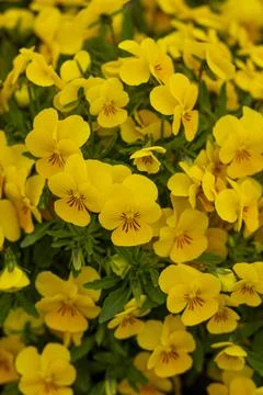 Close up image of a cluster of viola pedunculata flowers Stock Photos