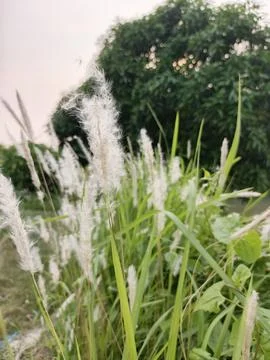 A close up image of cogon grass Foto stock