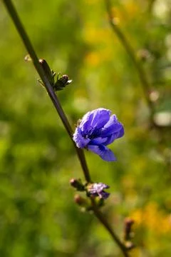 Close-up image of common chicory Stock Photos
