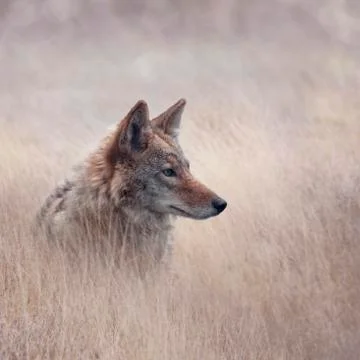 Close Up image of Coyote Stock Photos
