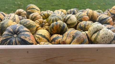 A close-up image of a crate full of vibrant striped pumpkins Stock Photos