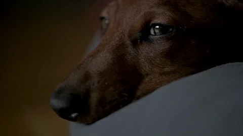 Close-up image of a dachshund with a thoughtful expression, half-hidden in sh Video stock 274516453