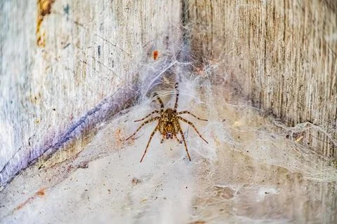 A close-up image of a dark spider weaving a web on wood or textured surface.. Stock Photos