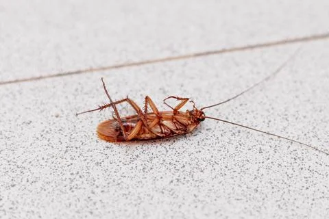 A close-up image of a dead cockroach lying on its back, showcasing its detailed Stock Photos