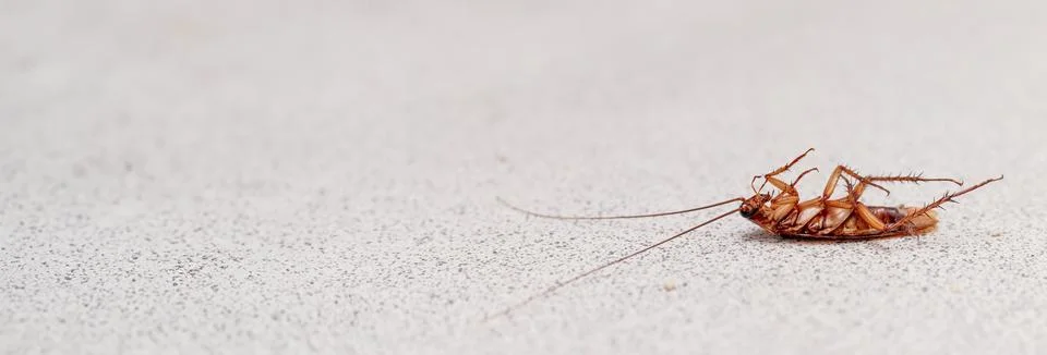Close-up image of a dead cockroach lying on its back, showcasing its detailed Stock Photos