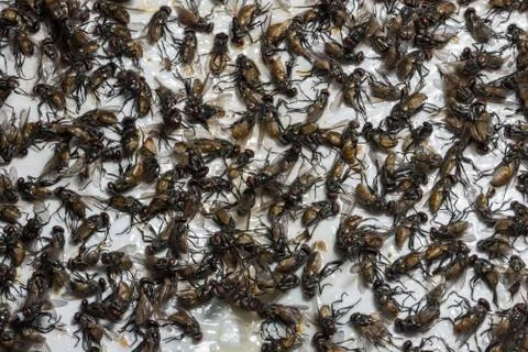 Close-up image of a dead fly trapped on a glue trap. Stock Photos