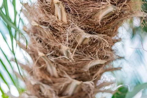 Close-up image of a decomposing coconut on its tree, highlighting the fibro.. Stock Photos