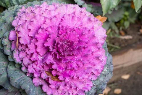 Close-up image of decorative fall kale cabbage.Fresh violet Cabbage ,brassica Stock Photos