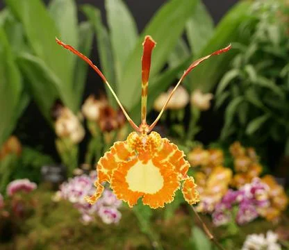 Close up image of delicate orange and yellow orchid and foliage Stock Photos