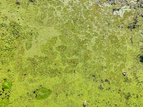 Close-up image of a dense, possibly slippery green algae or moss on a surfa.. Foto stock
