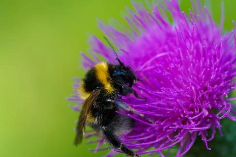 This is a close up image depicting a bee resting on a vibrant purple flower Foto stock