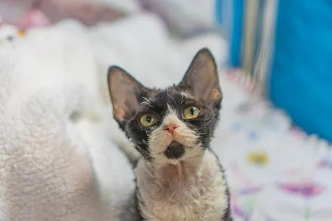 Close-up image of a Devon Rex and Sphynx cat, indoor setting, soft lighting.. Stock Photos