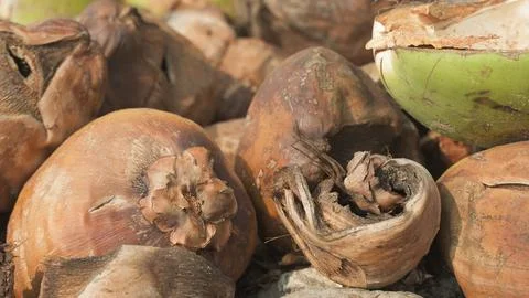 Close-up image of discarded dried drinking coconuts after use Stock Photos